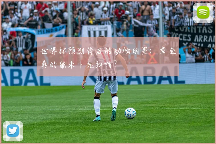 世界杯预测背后的动物明星：章鱼真的能未卜先知吗？